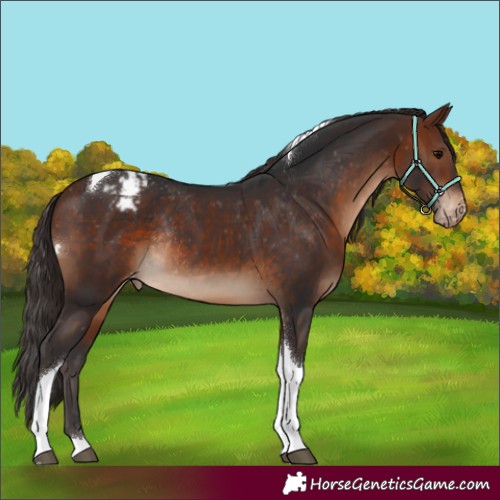 Horse Color:Brown Tobiano Appaloosa Rabicano