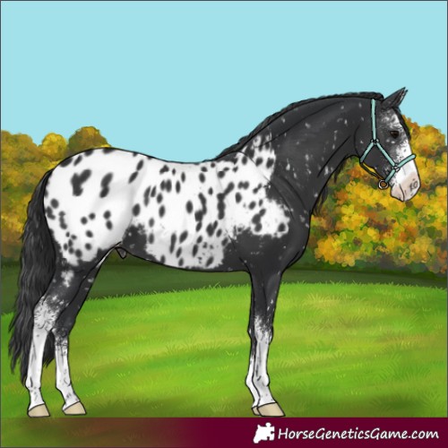 Horse Color:Black Sabino Appaloosa
