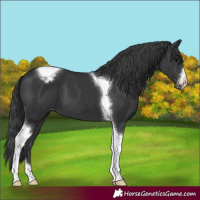 Horse Color:Black Tobiano Varnish