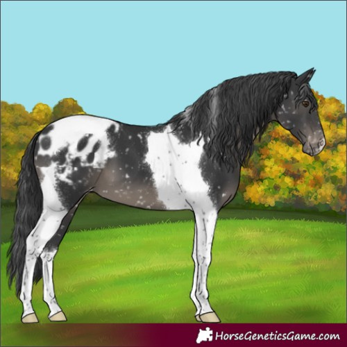 Horse Color:Black Tobiano Appaloosa