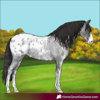 Horse Color:Smoky Blue Roan Sabino Blanket Rabicano 