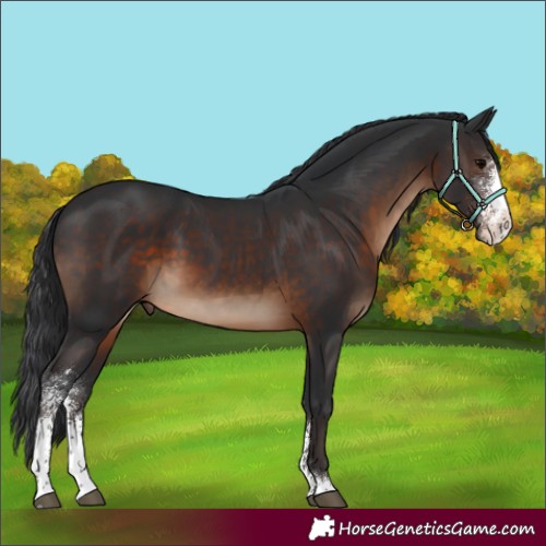 Horse Color:Brown Sabino