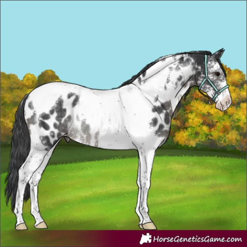 Horse Color:Black Sabino Tobiano Appaloosa Rabicano