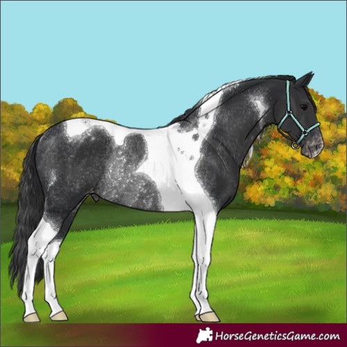 Horse Color:Black Tobiano Appaloosa Rabicano