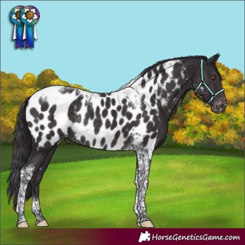 Horse Color:Smoky Black Tobiano Appaloosa Rabicano 