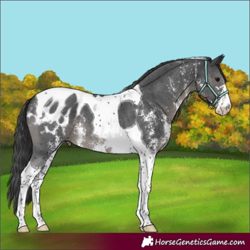Horse Color:Black Sabino Tobiano Appaloosa