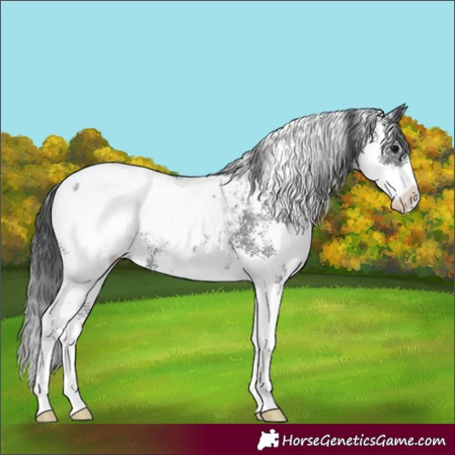 Horse Color:Black Sabino Appaloosa Rabicano 