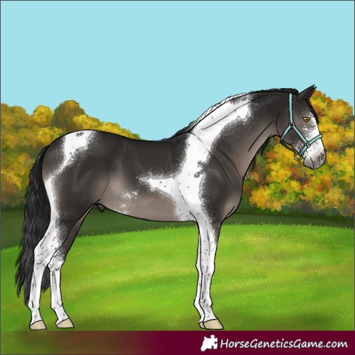 Horse Color:Gray Black Sabino Tobiano 
