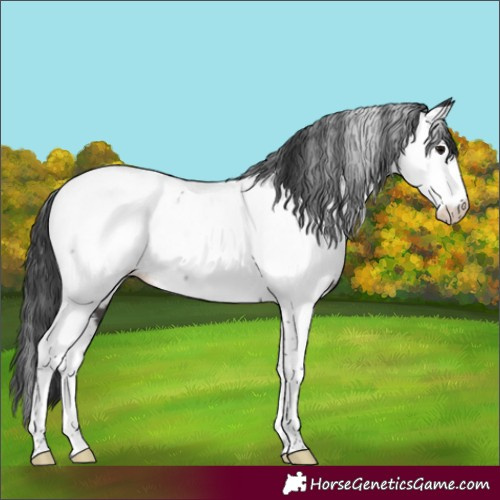 Horse Color:Powder White Black Tobiano Appaloosa Rabicano 