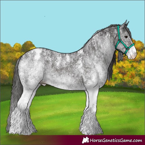 Horse Color:Powder White White Spotted Smoky Black Appaloosa Rabicano 