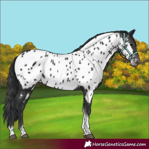 Horse Color:Black Tobiano Appaloosa 