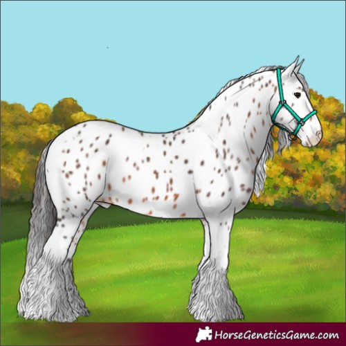 Horse Color:Brown Tobiano Skewed Appaloosa