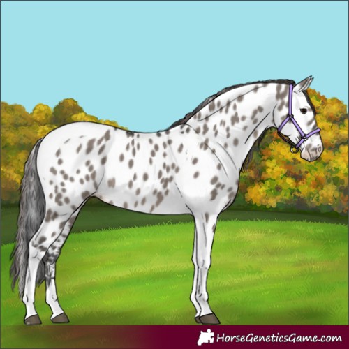 Horse Color:Grullo Mushroom Tobiano Appaloosa Brindle
