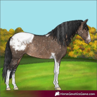 Horse Color:Brown Dun Tobiano Snowcap Rabicano