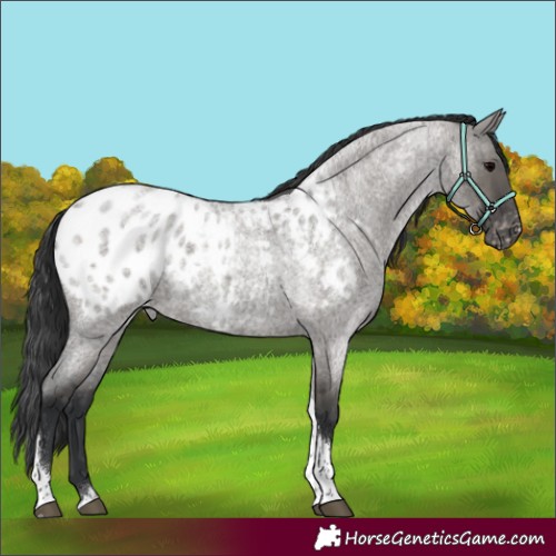 Horse Color:Grullo Roan Tobiano Appaloosa Rabicano 