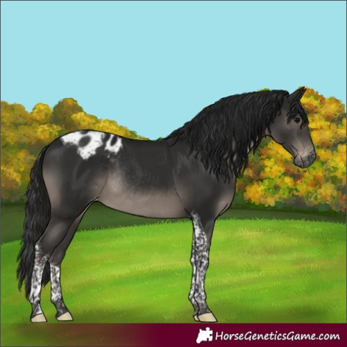 Horse Color:Gray Black Tobiano Appaloosa Rabicano 