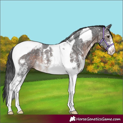 Horse Color:Brown Mushroom Sabino Tobiano Appaloosa