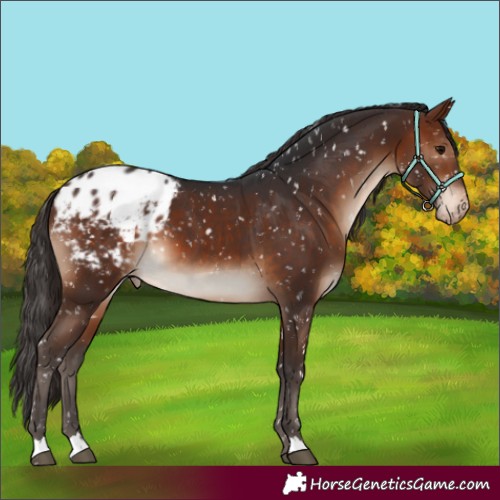 Horse Color:Brown Appaloosa