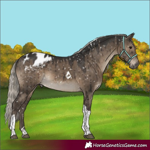 Horse Color:Gray Silver Grullo Tobiano Appaloosa Brindle 
