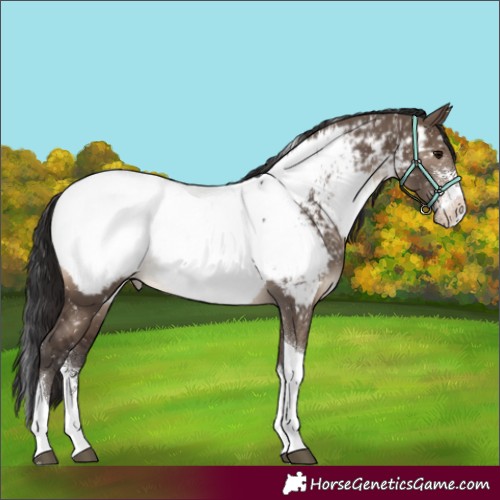 Horse Color:Brown Dun Sabino Tobiano Appaloosa 
