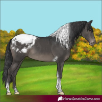 Horse Color:Black Tobiano Snowcap