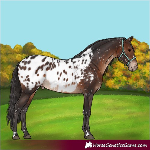 Horse Color:Brown Appaloosa