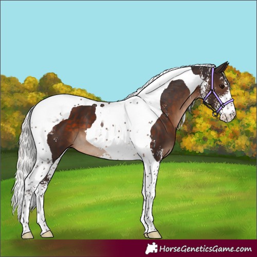 Horse Color:Silver Brown Sabino Tobiano