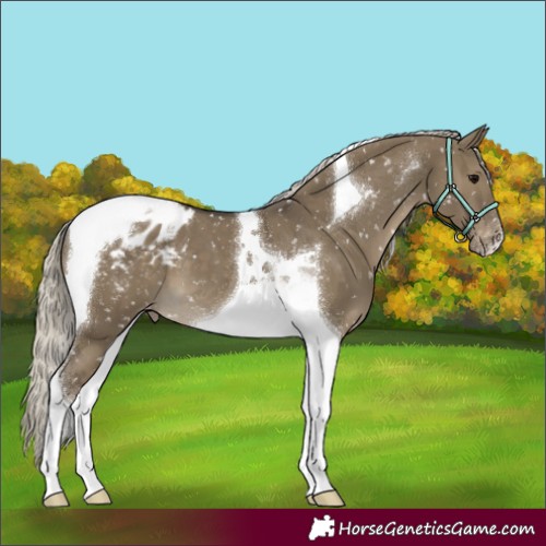 Horse Color:Silver Smoky Grullo Tobiano Appaloosa