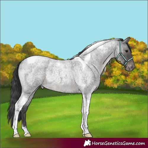 Horse Color:Blue Roan Tobiano Varnish Rabicano 