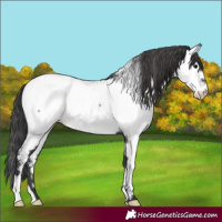 Horse Color:Black Near Fewspot Rabicano