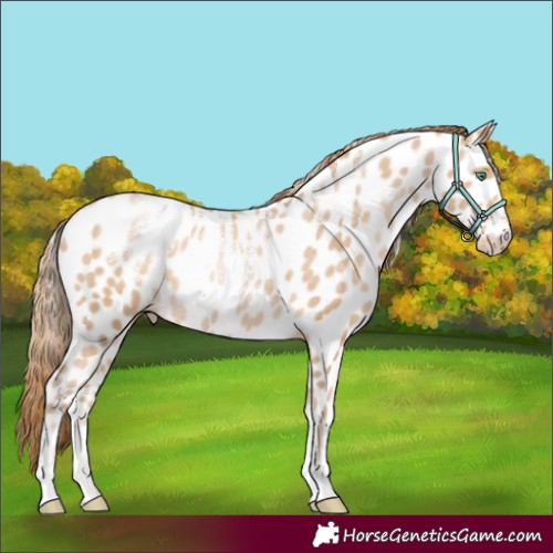 Horse Color:Powder White Smoky Black Pearl Appaloosa Rabicano