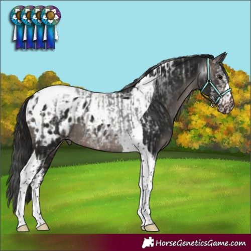 Horse Color:Brown Roan Tobiano Rabicano  and Gray Black Sabino Tobiano Blanket 