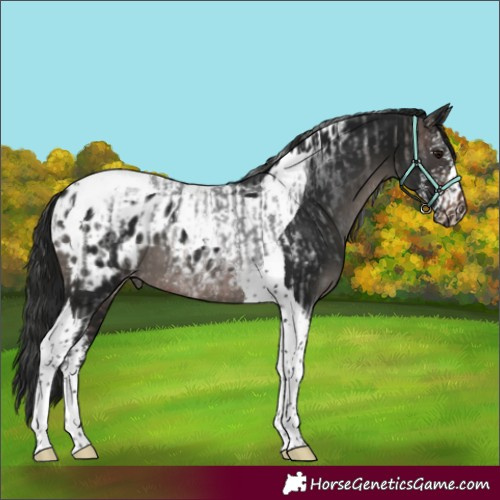 Horse Color:Brown Roan Tobiano Rabicano and Gray Black Sabino Tobiano Appaloosa