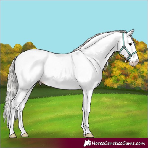 Horse Color:White Spotted Silver Black Appaloosa