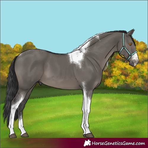 Horse Color:Grullo Tobiano
