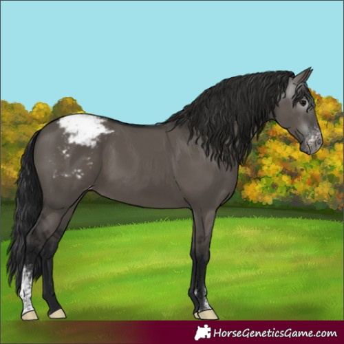 Horse Color:Gray Grullo Sabino Appaloosa