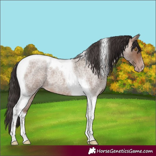 Horse Color:Sable Champagne Roan Tobiano