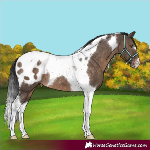 Horse Color:Brown Dun Tobiano Appaloosa