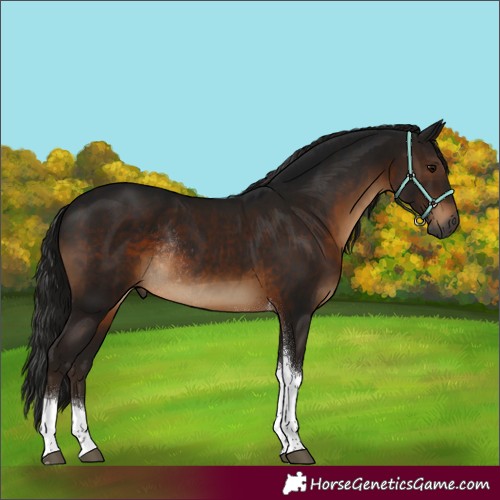 Horse Color:Gray Brown Tobiano Rabicano 