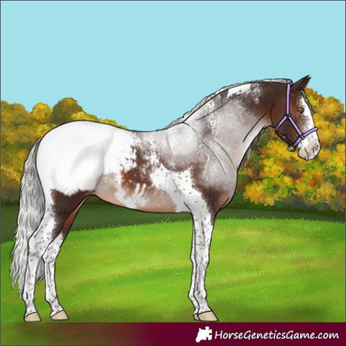 Horse Color:Powder White Silver Brown Splash Tobiano Appaloosa 