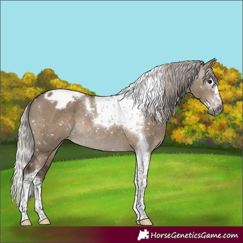 Horse Color:Gray Silver Grullo Splash Tobiano Blanket Rabicano 