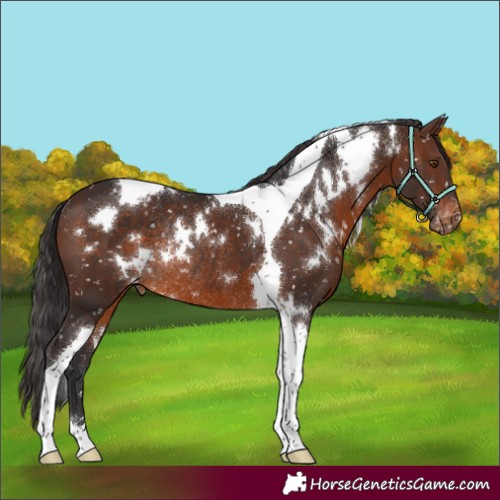 Horse Color:White Spotted Brown Tobiano Snowflake Varnish Rabicano 