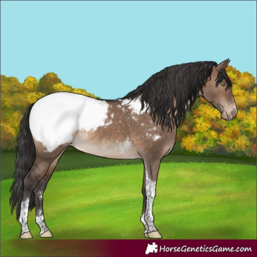 Horse Color:Brown Dun Tobiano Appaloosa