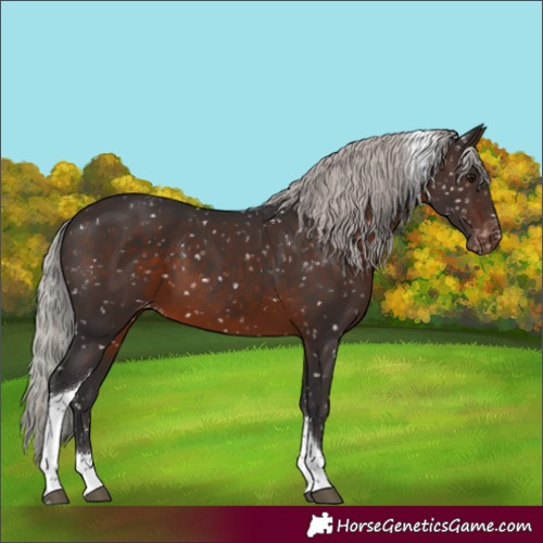 Horse Color:Silver Brown Tobiano Appaloosa 