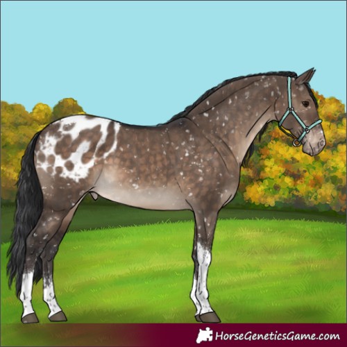 Horse Color:Brown Dun Tobiano Appaloosa 