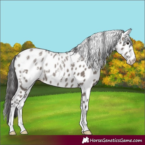 Horse Color:Powder White Smoky Grullo Leopard Rabicano 