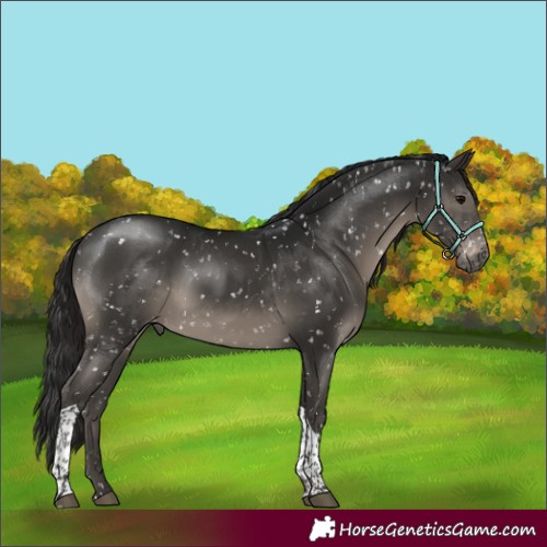Horse Color:Gray Smoky Black Sabino Tobiano Appaloosa