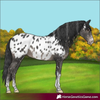 Horse Color:Black Sabino Tobiano Near Leopard 
