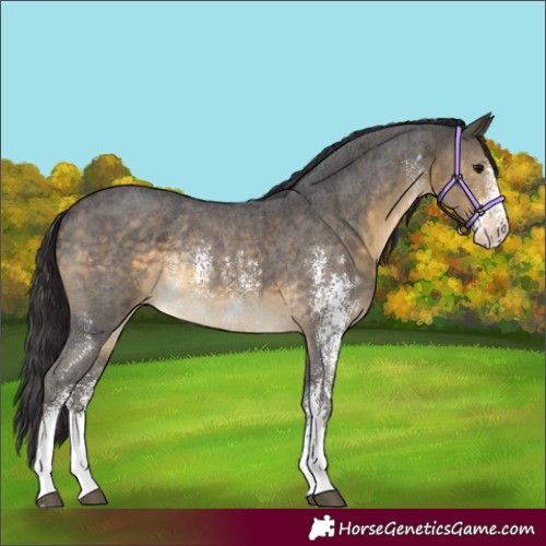 Horse Color:Buckskin Sabino Appaloosa Rabicano