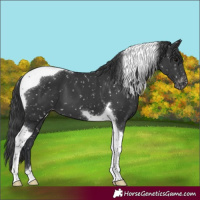 Horse Color:Black Tobiano Snowflake Varnish 
